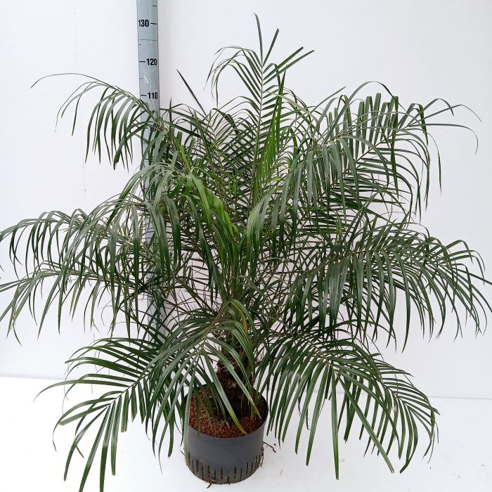 phoenix roebelenii hydro, D 28