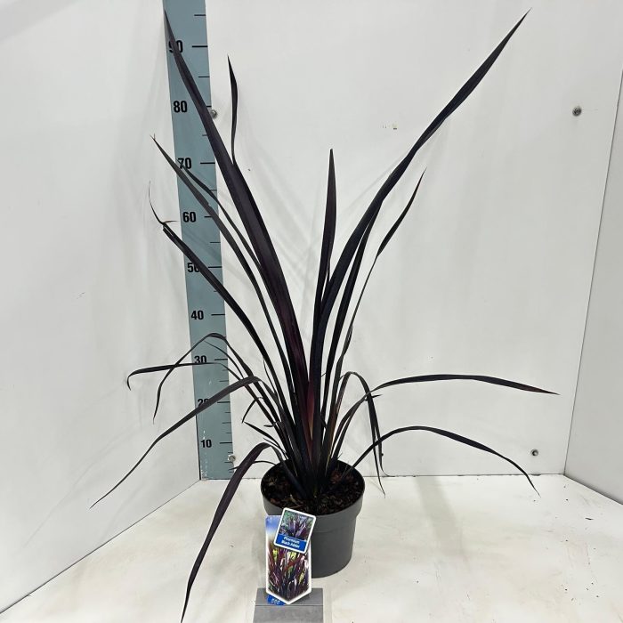 Phormium cookianum 'Black Adder' PBR EU25772, D 19