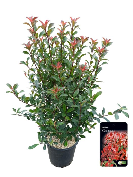 Photinia fraseri 'Carré Rouge' C30, D 40