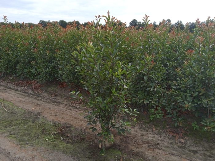 Photinia fraseri 'Red robin', D 25