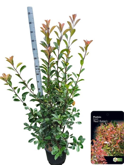 Photinia fraseri 'Red Robin' C20, D 36