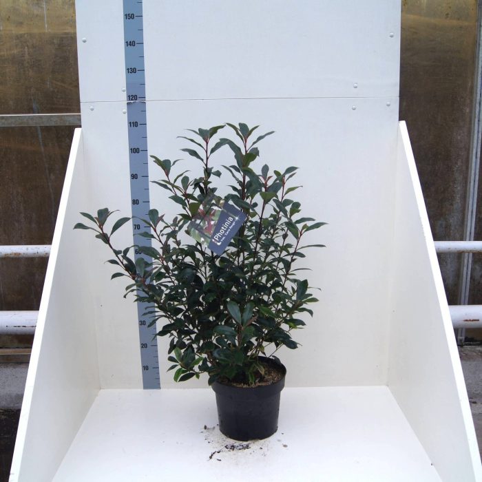 Photinia fraseri Carré Rouge, D 28