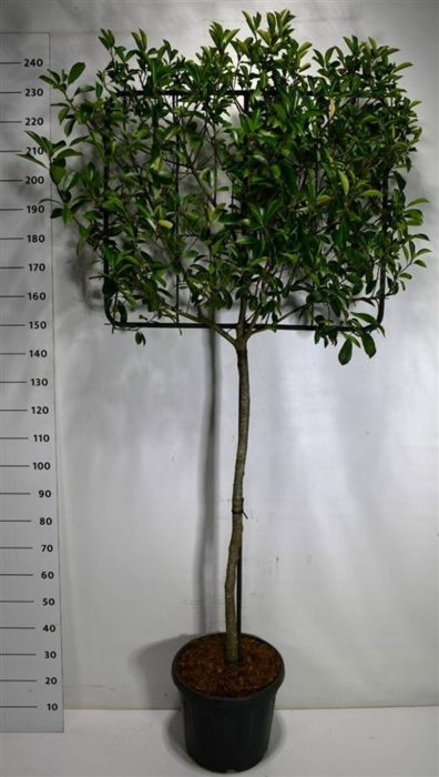 Photinia fraseri Carré Rouge, D 48