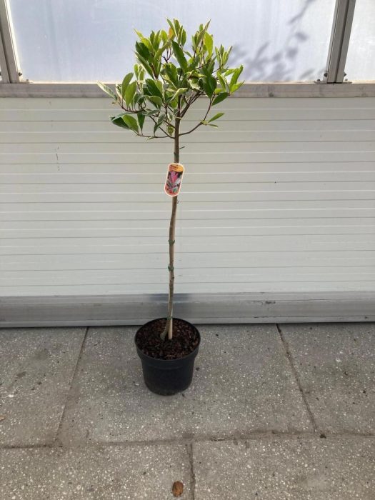 Photinia fraseri Pink Marble, kroon, D 29