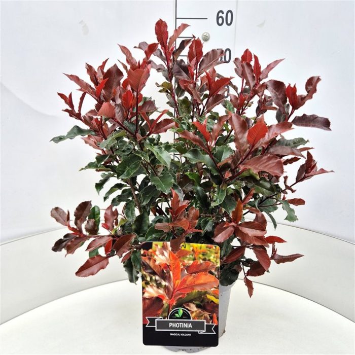 Photinia Magical Volcano, D 28