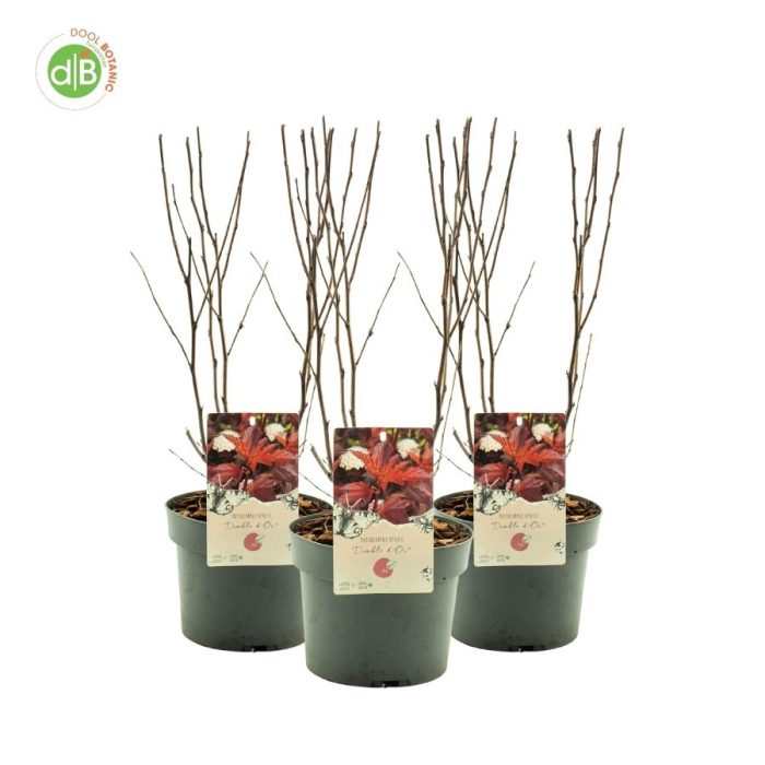 Physocarpus op. 'Diable dÓr, D 19