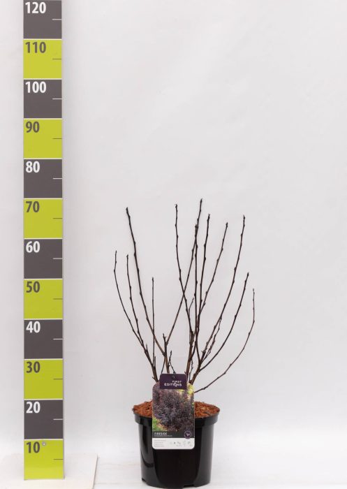 Physocarpus op. 'Fireside' (R) C 4,6, D 23