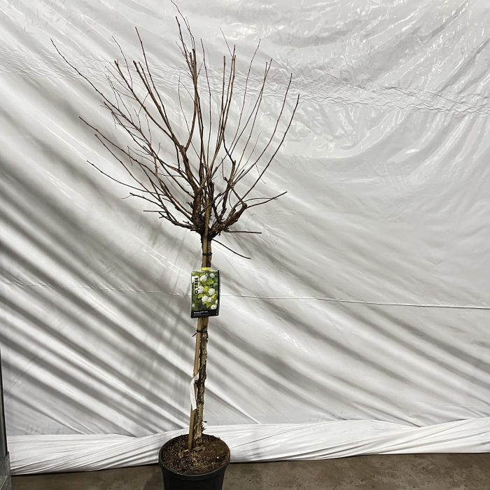 Physocarpus opulifolius 'Luteus' -- stam 90 cm, D 29