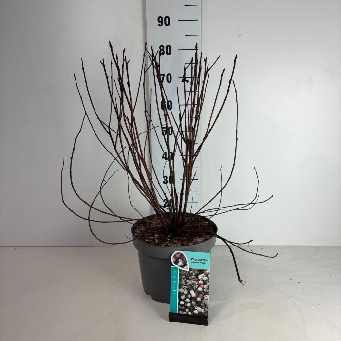 Physocarpus opulifolius Diabolo, D 29