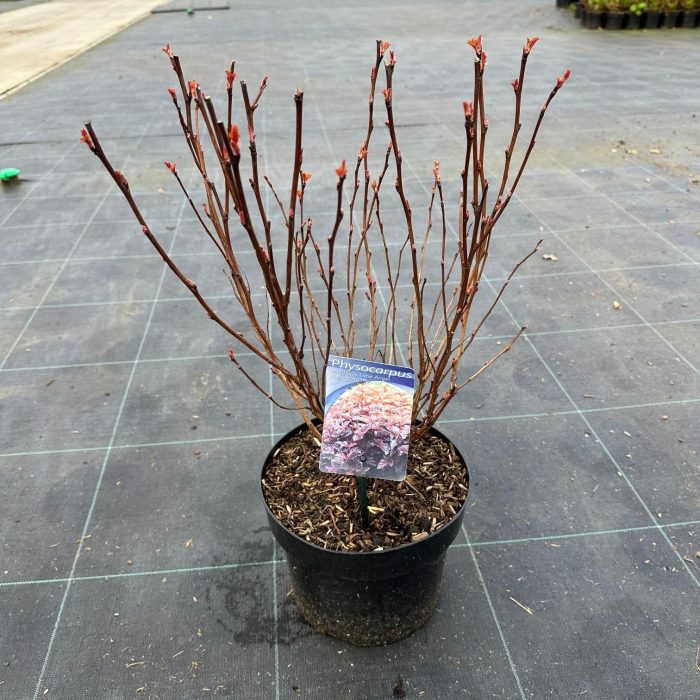 Physocarpus opulifolius Little Angel ('Hoogi016'PBR), D 23