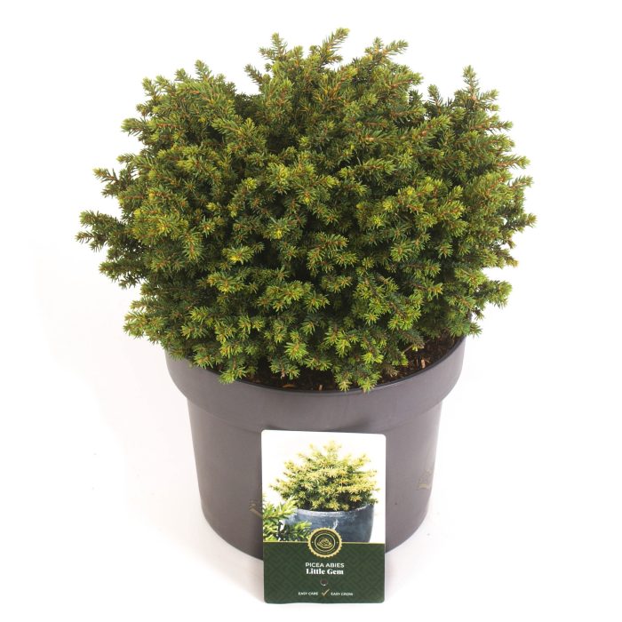 Picea a. 'Little Gem', D 23