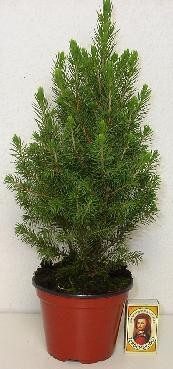 PICEA GLAUCA 'CONICA', D 11