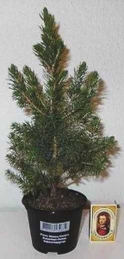 PICEA GLAUCA 'CONICA', D 9