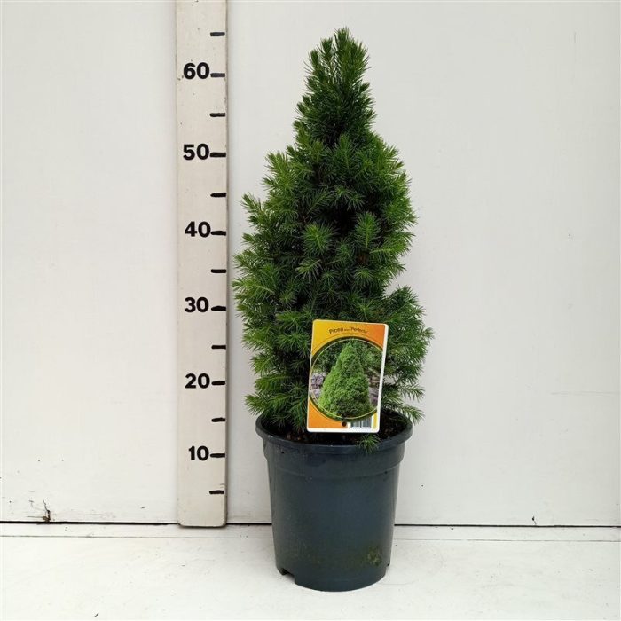 Picea glauca Perfecta, D 19