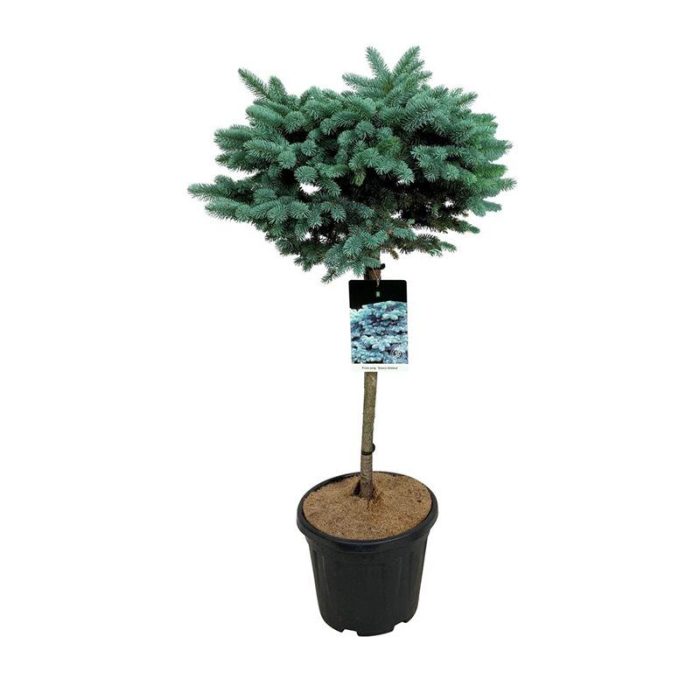 Picea pung. 'Glauca Globosa', D 32