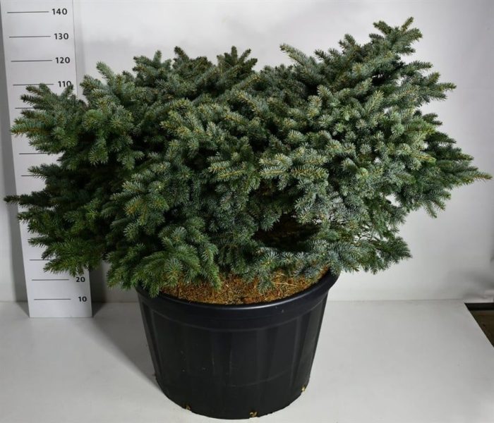 Picea pungens 'Glauca Globosa', D 83