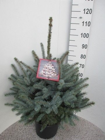 Picea pungens Super Blue 70-90 P32, D 32