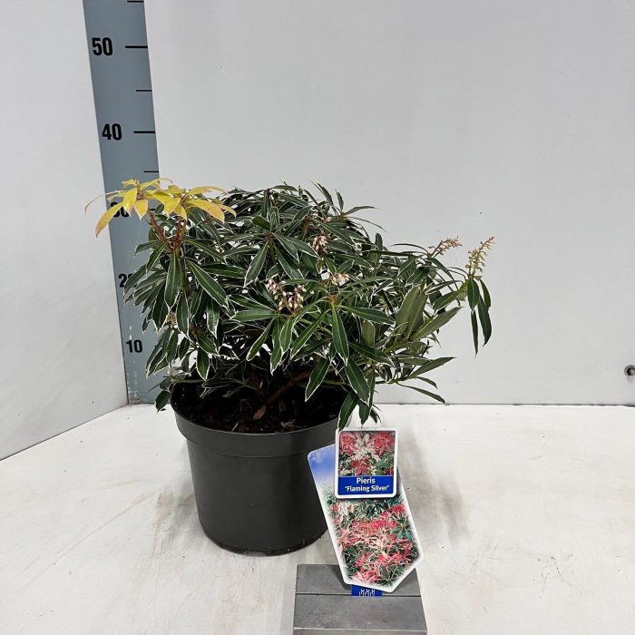 Pieris 'Flaming Silver', D 19