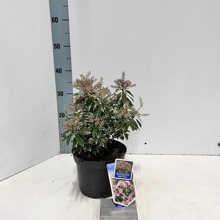 Pieris jap. Ralto Rose ('Opstal 69'PBR), D 19