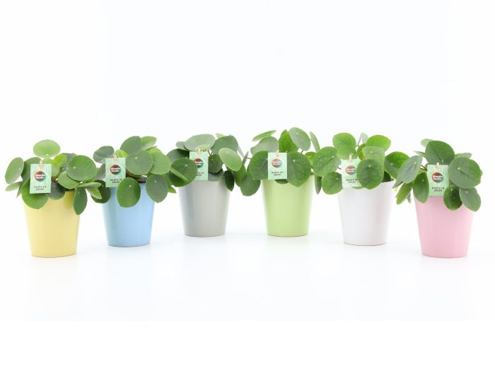 Pilea Peperomioides in Pastel keramiek, D 13