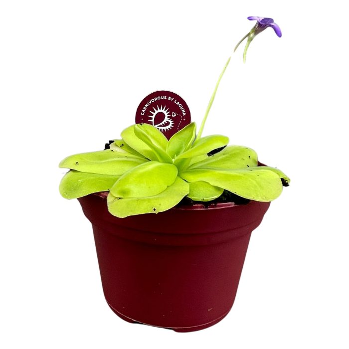 Pinguicula 12 cm, D 12