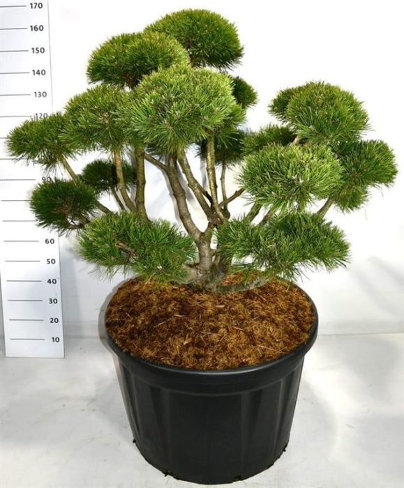 Pinus mugo 'Gnom', D 80