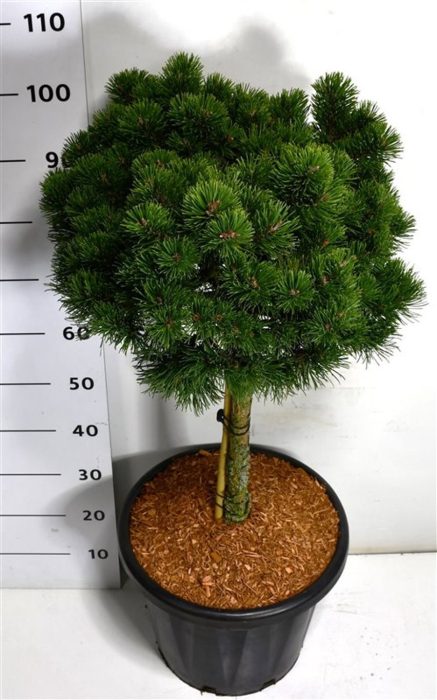 Pinus mugo 'March', D 38