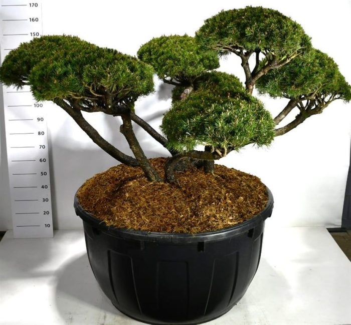 Pinus mugo 'Mughus', D 110