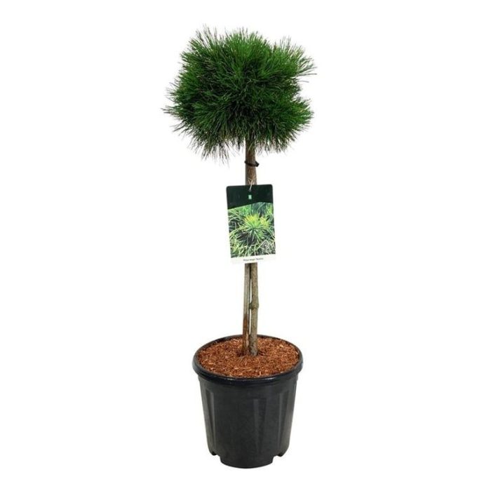 Pinus mugo 'Varella', D 32
