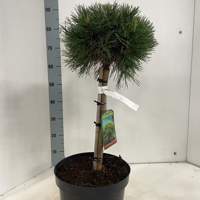 Pinus mugo 'Varella' -- stam 40 cm, D 29