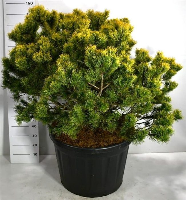 Pinus mugo 'Winter Gold', D 80