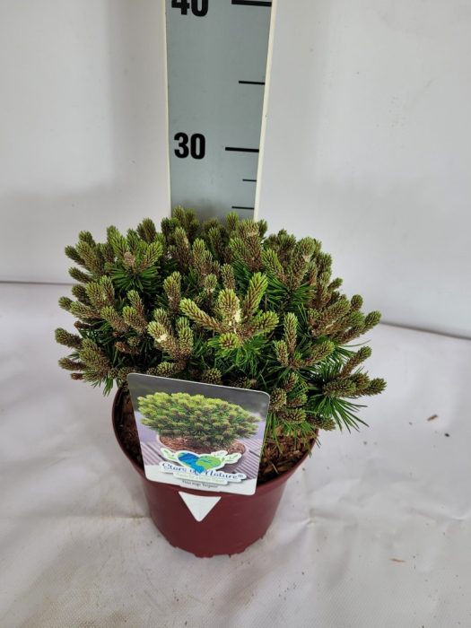Pinus mugo Benjamin C2 15-20, D 17