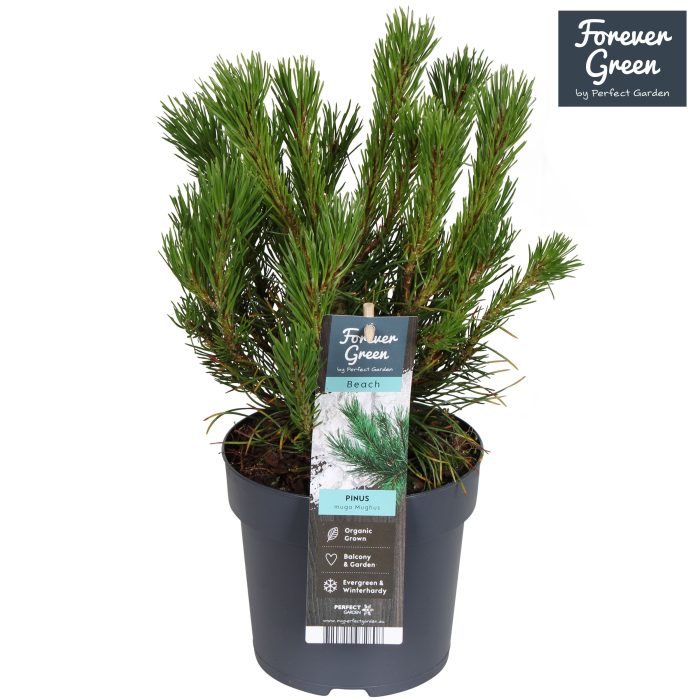 Pinus mugo var. mughus P14, D 14