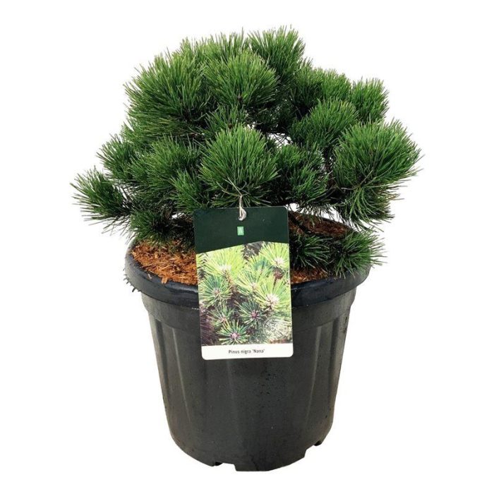 Pinus nigra 'Nana', D 40