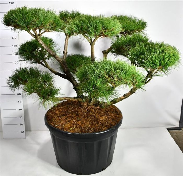 Pinus nigra 'Pierrick Bregeon', D 80
