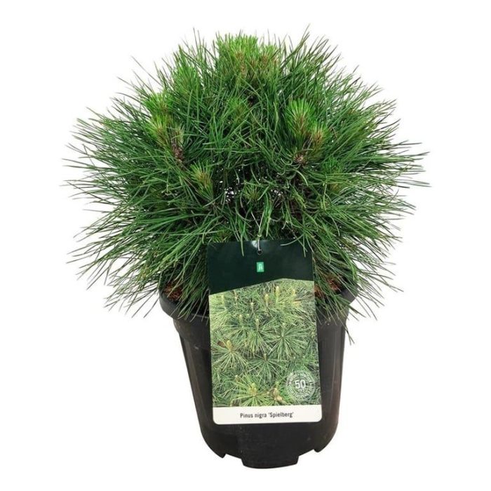 Pinus nigra 'Spielberg', D 32