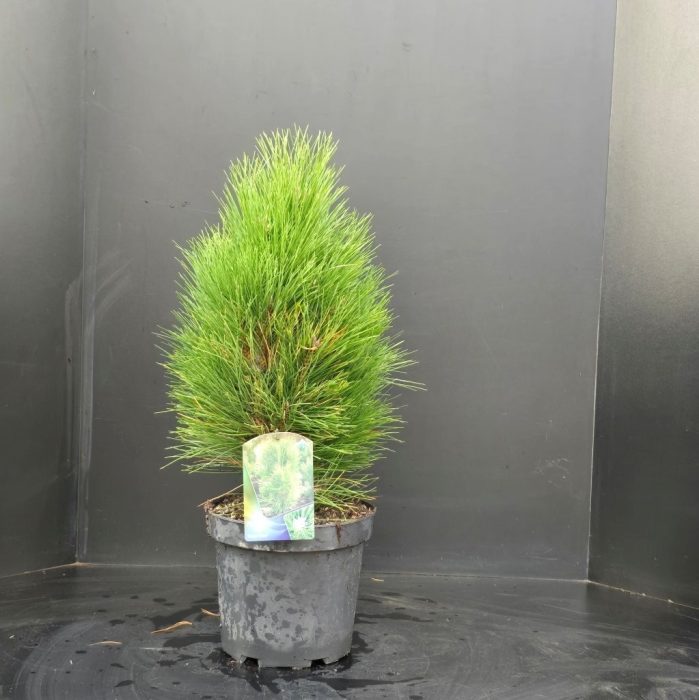 Pinus nigra Green Tower, D 26