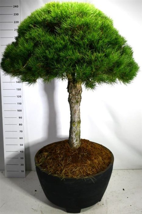 Pinus nigra nigra, D 100