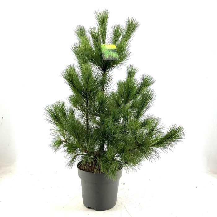 Pinus peuce, D 28