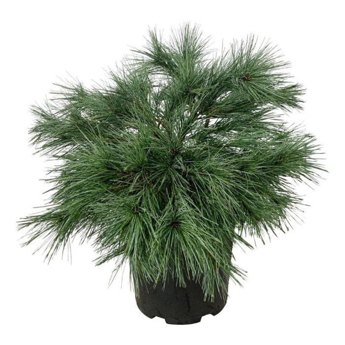 Pinus strobus 'Blue Shag', D 32
