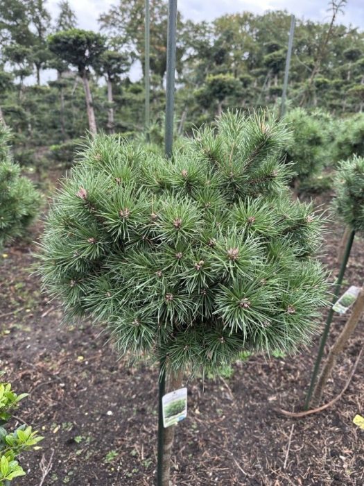 Pinus sylvestris ‘Sandringham’ --stam 85 cm bol 60 cm, D 40
