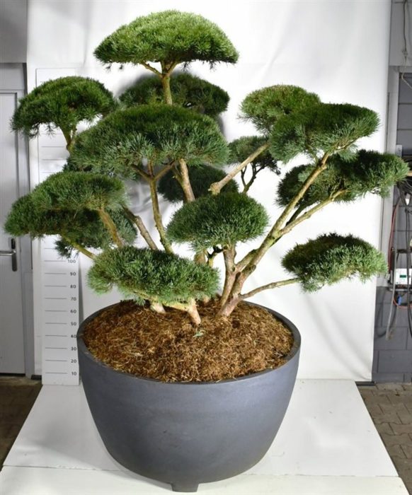 Pinus sylvestris 'Watereri', D 140