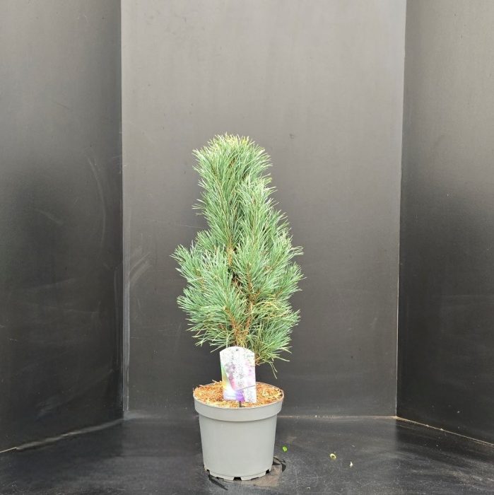 Pinus sylvestris Fastigiata, D 26
