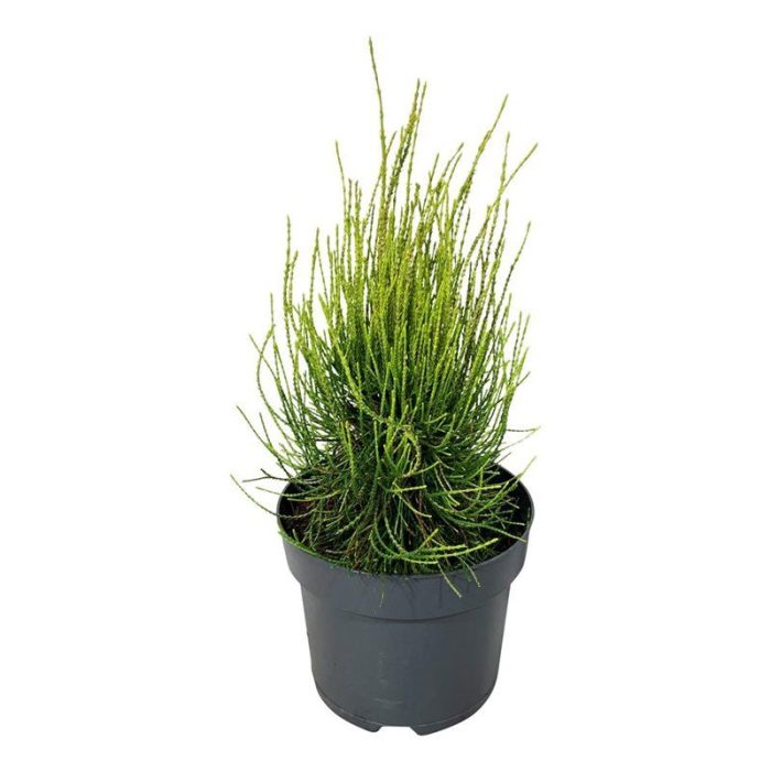 Platycladus or. 'Franky Boy', D 24
