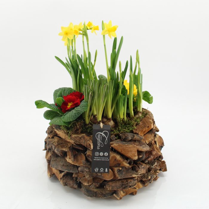 PMCR-2643 Primula creations, D 35