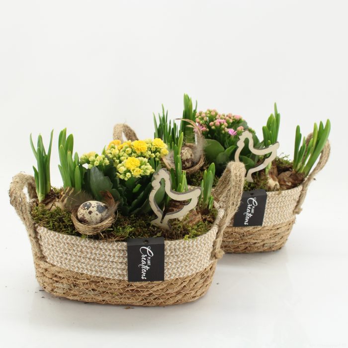 PNCR-2607 Paas narcis creatie, D 24