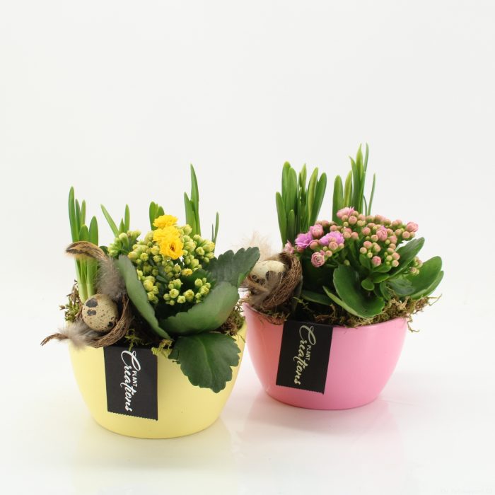 PNCR-2610M Paas narcis creatie, D 14