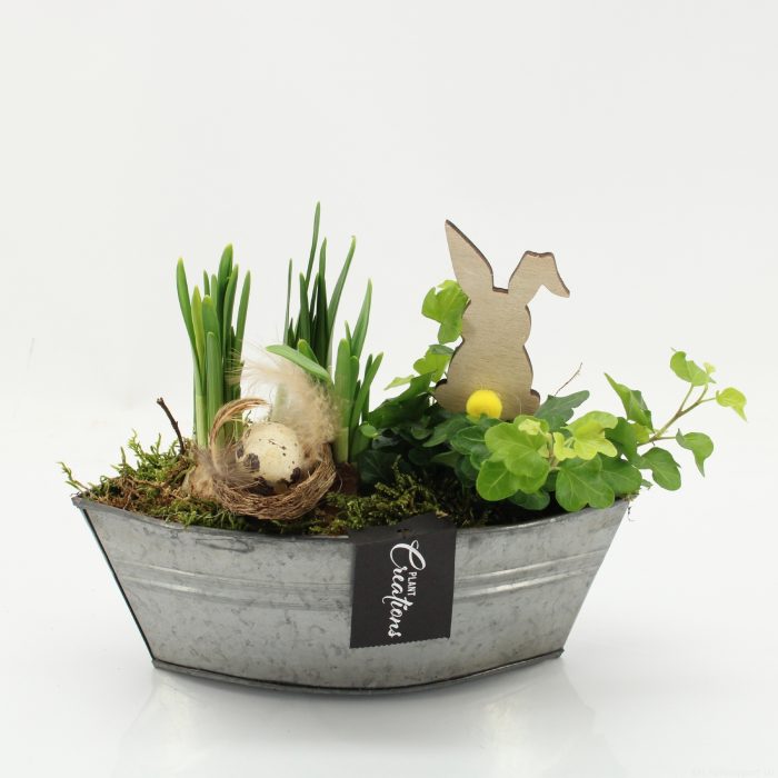 PNCR-2621 Paas narcis creatie, D 22