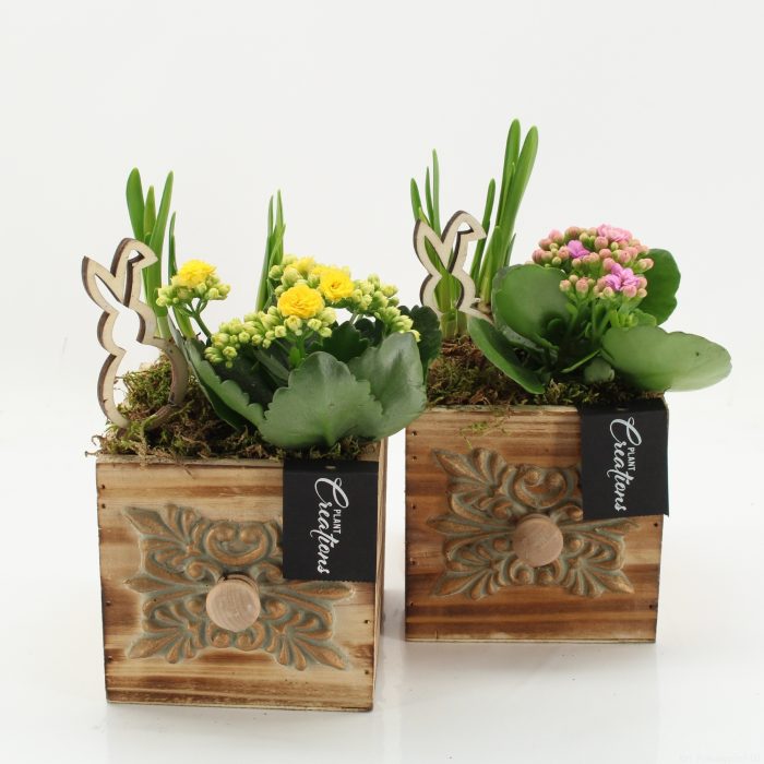 PNCR-2626 Paas narcis creatie, D 12