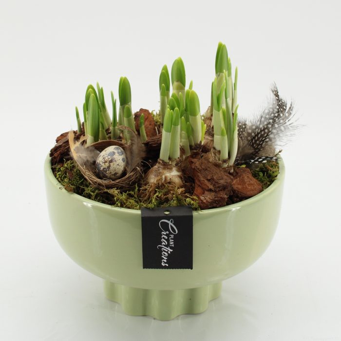 PNCR-2646 Paas narcis creatie, D 22